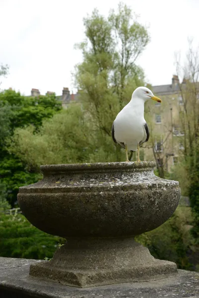 DSC_2542 (Large).JPG